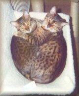 Marie's Bengal cats, Amber and Jet